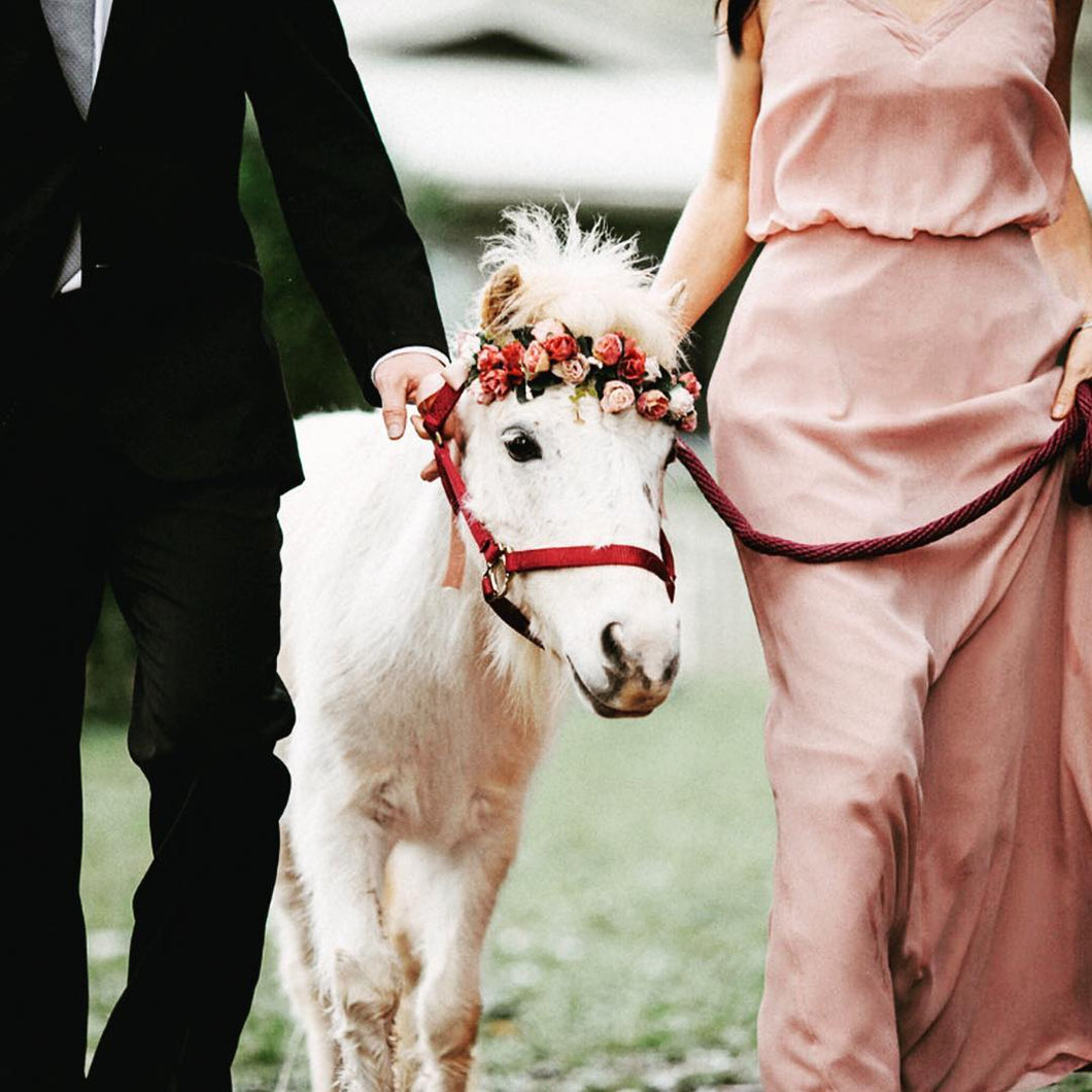 A miniature white horse wearing a burgundy halter and matching flower crown being led down the aisle by a bridesmaid and groomsman at Sunset Ranch